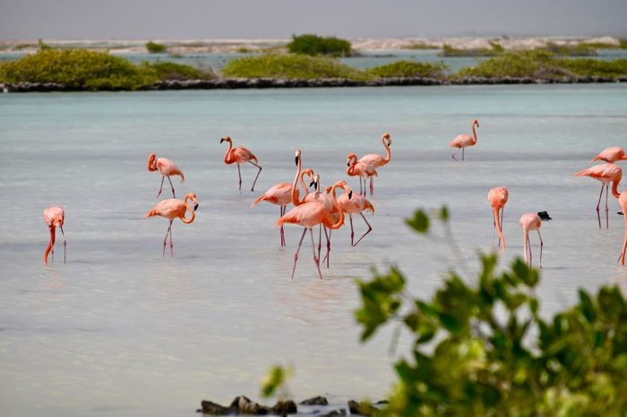 bonaire-flamingo