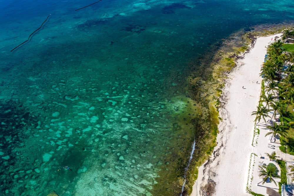 cancun_Sargassum